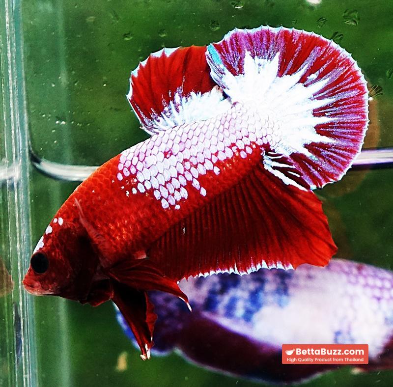 Betta fish HMPK Red Merman White Eyebrow
