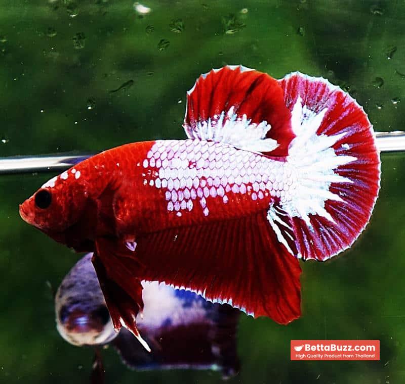 Betta fish HMPK Red Merman White Eyebrow - Image 5