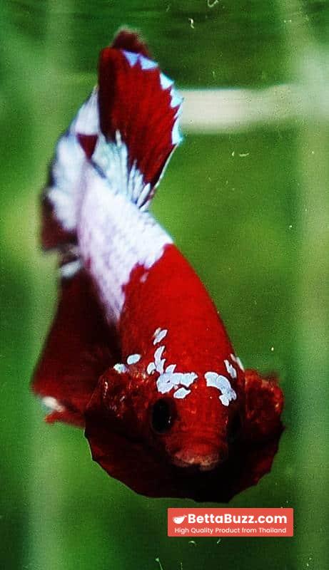 Betta fish HMPK Red Merman White Eyebrow - Image 6