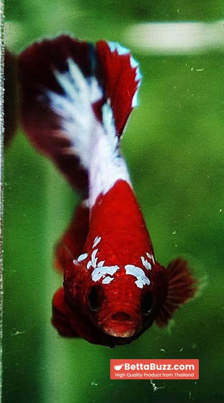 Betta fish HMPK Red Merman White Eyebrow - Image 7