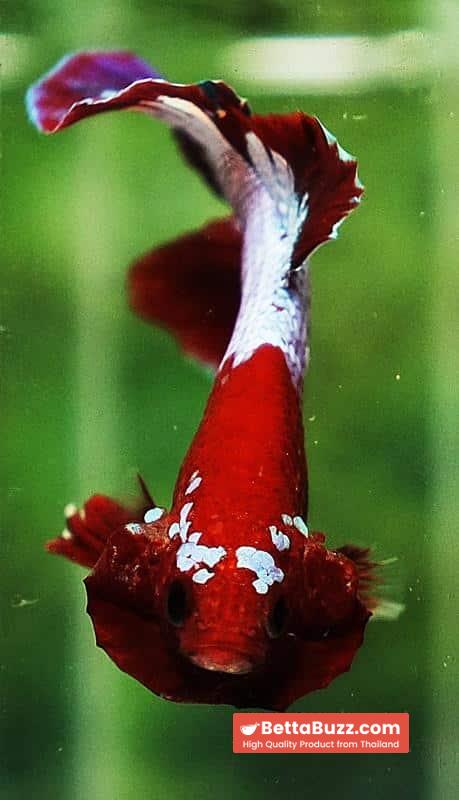 Betta fish HMPK Red Merman White Eyebrow - Image 8