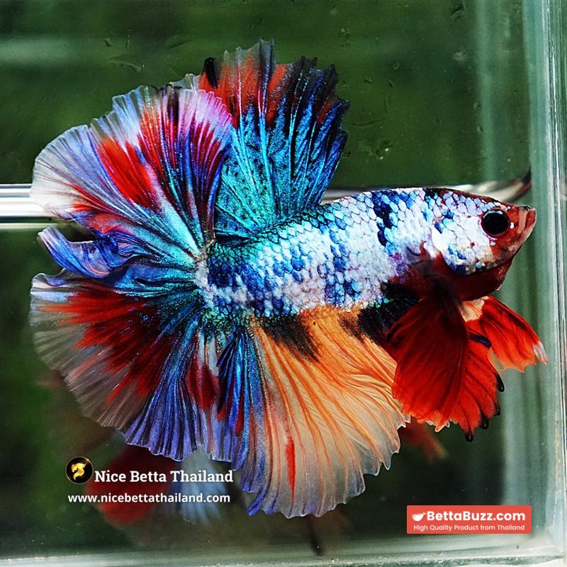 Betta Fish Multicolor Candy Sky Hawk Flower Tail HM - Image 4