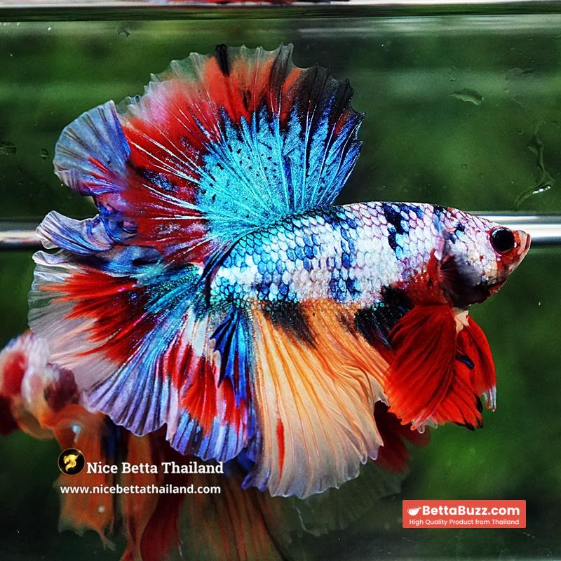 Betta Fish Multicolor Candy Sky Hawk Flower Tail HM - Image 6