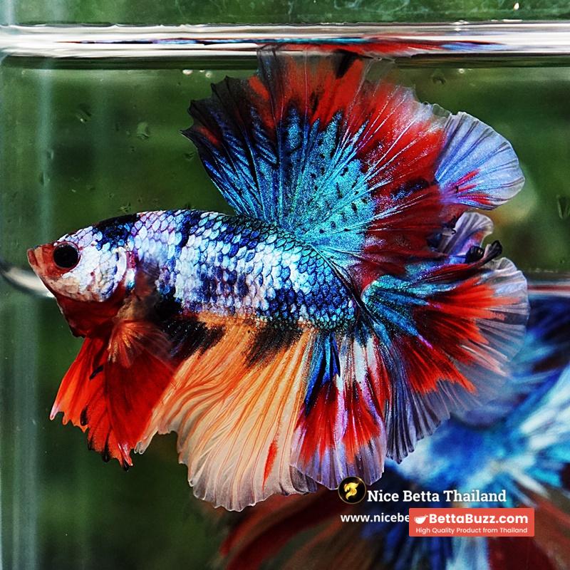 Betta Fish Multicolor Candy Sky Hawk Flower Tail HM - Image 3