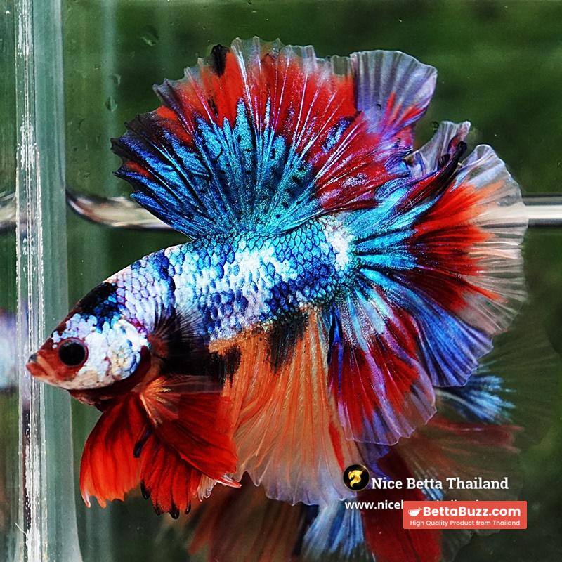Betta Fish Multicolor Candy Sky Hawk Flower Tail HM - Image 7