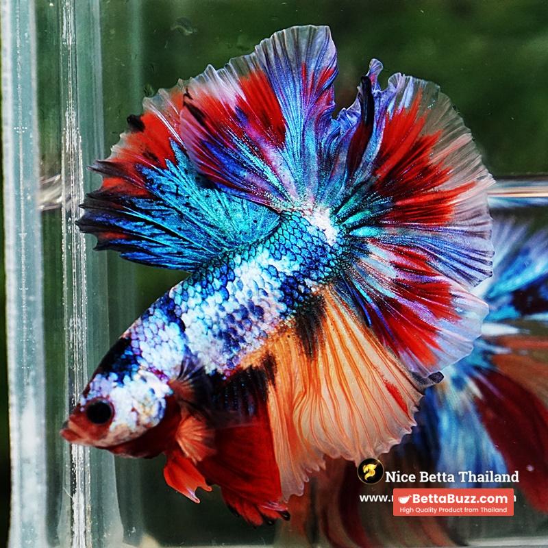 Betta Fish Multicolor Candy Sky Hawk Flower Tail HM - Image 5