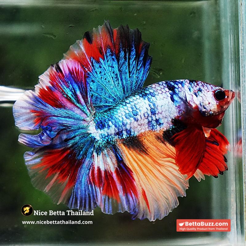 Betta Fish Multicolor Candy Sky Hawk Flower Tail HM - Image 2