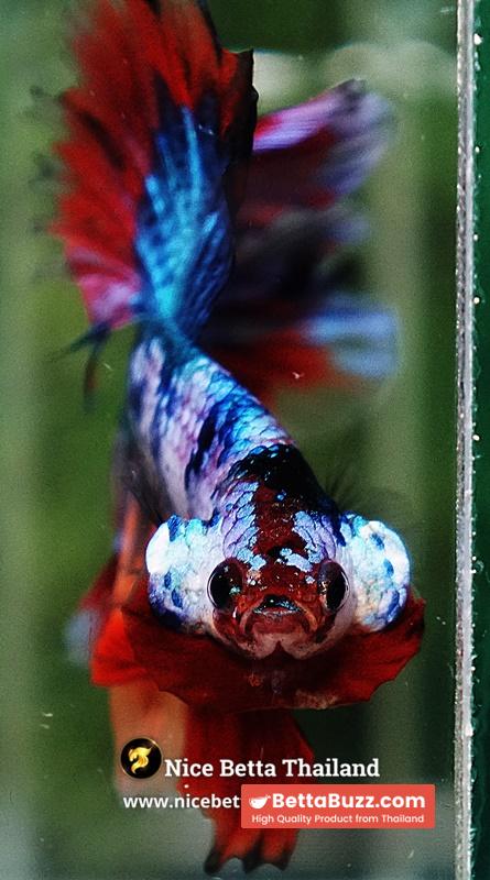 Betta Fish Multicolor Candy Sky Hawk Flower Tail HM - Image 8