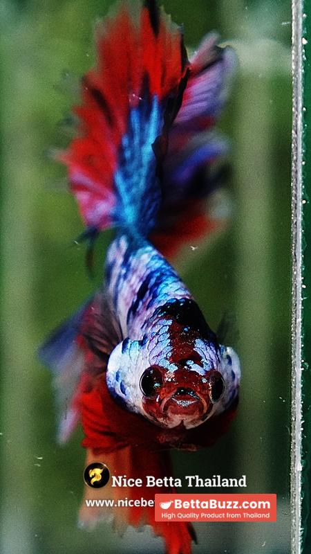 Betta Fish Multicolor Candy Sky Hawk Flower Tail HM - Image 9