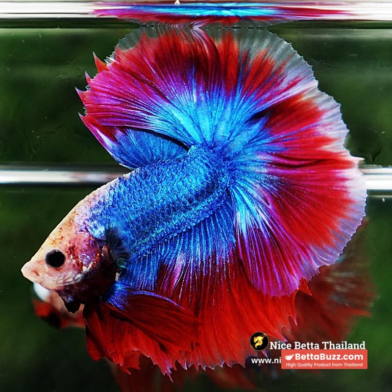 Betta Fish Pink Blue Mascot OHM