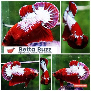 Betta fish HMPK Red Merman White Eyebrow