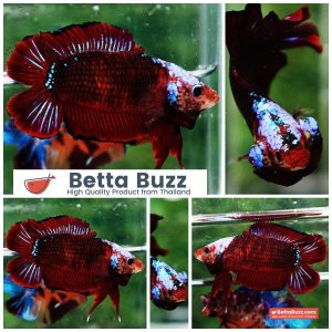 Betta fish DTPK Helment Hell Boy Warrior