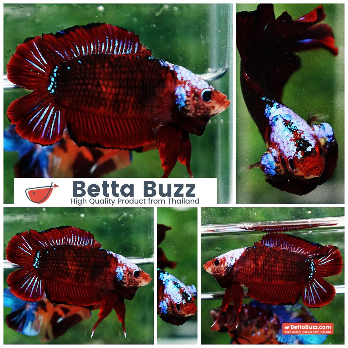 Betta fish DTPK Helment Hell Boy Warrior
