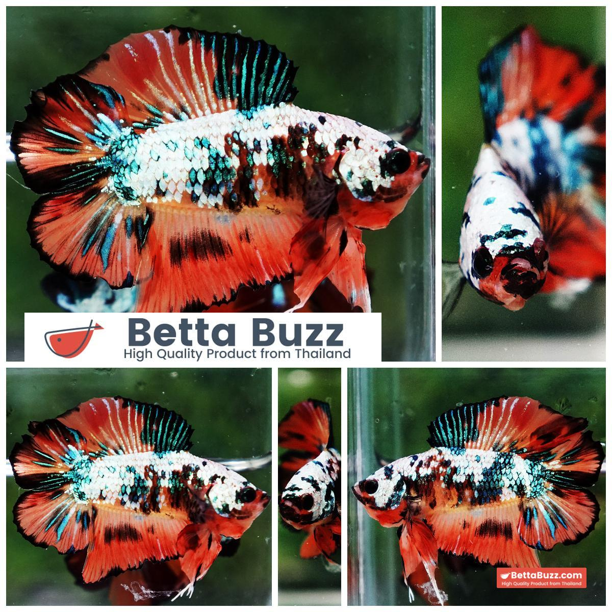 Betta Fish Nemo Emerald Tiger (DTPK)