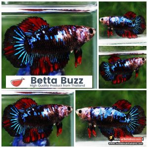 Female Betta Fish Vampire Warriors Galaxy HM