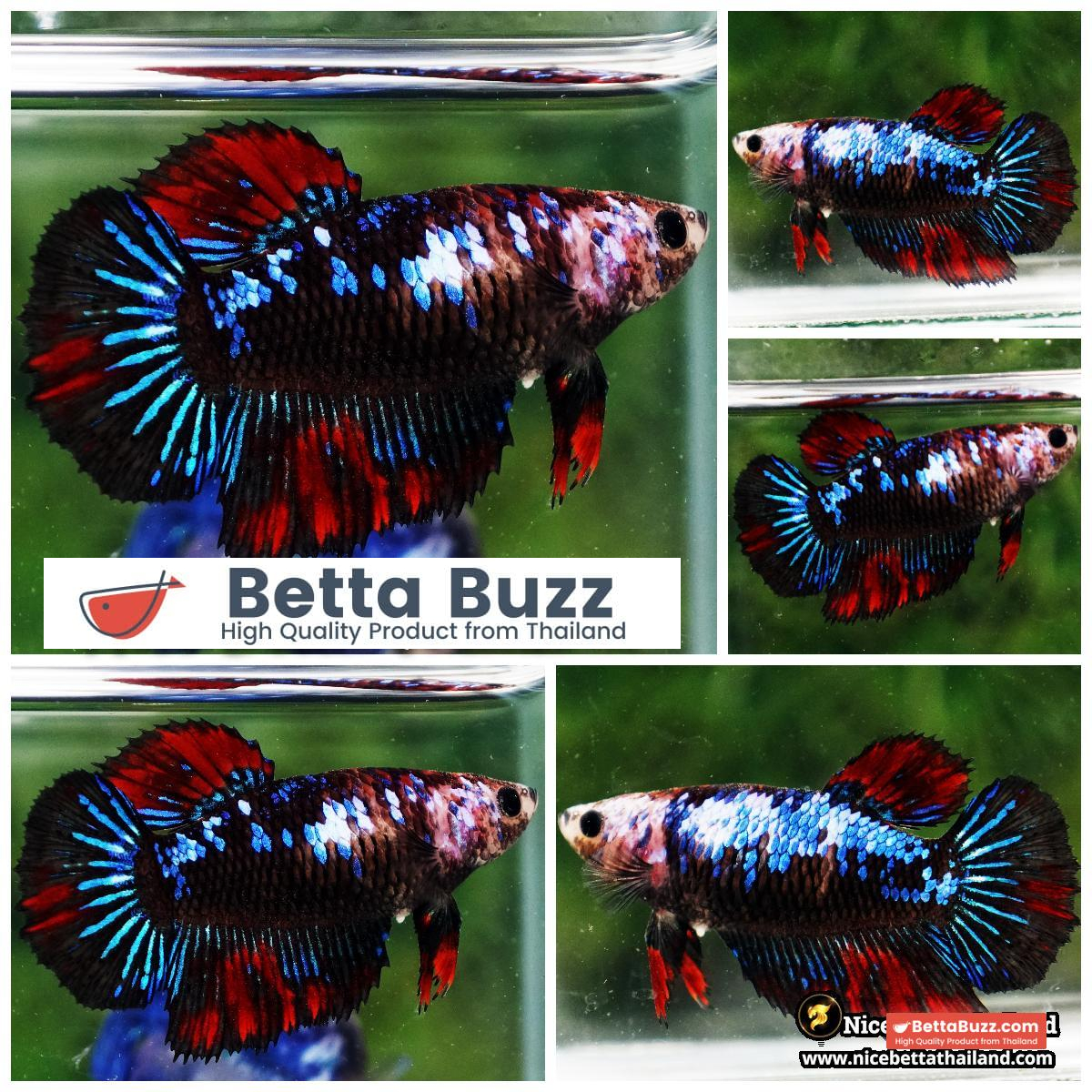 Female Betta Fish Vampire Warriors Galaxy HM
