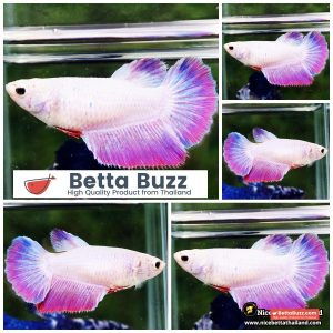 Female Betta Fish The Pony HM