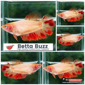 Female Betta Fish Armageddon Meteor HM