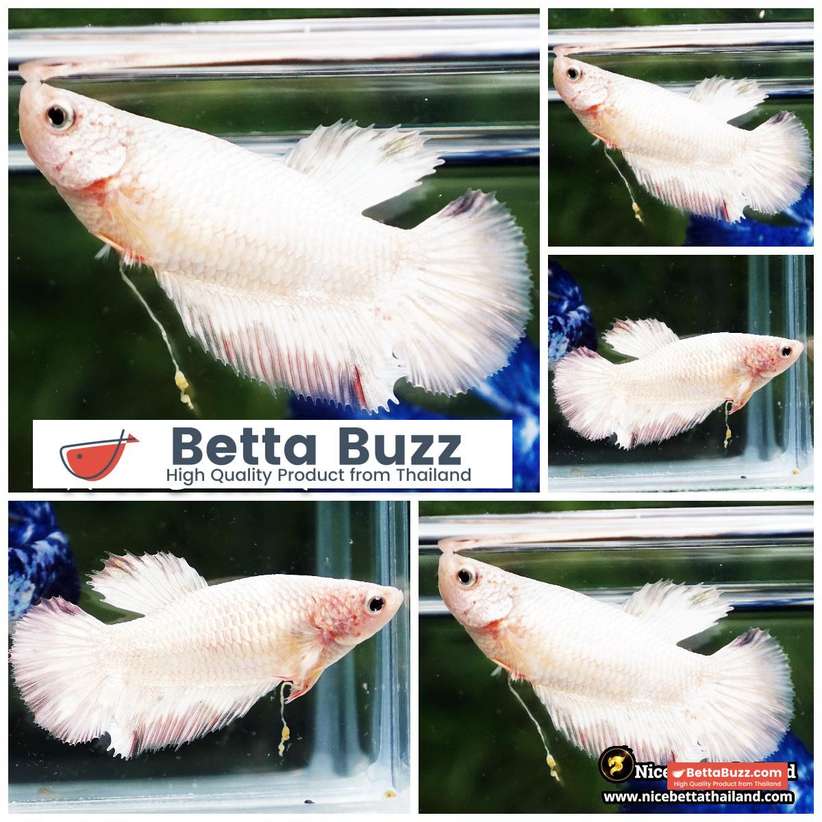 Female Betta Fish Sparkle White Copper Dragon HM