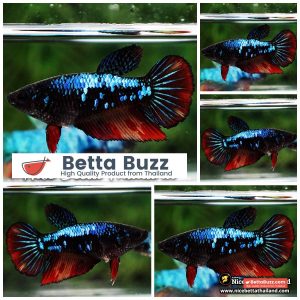 Female Betta Fish Dark On Fire Galaxy HM