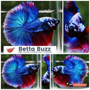 Betta Fish Fancy Deep Sea Monster Sky Hawk OHM