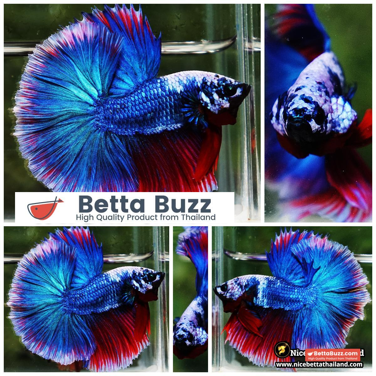 Betta Fish Fancy Deep Sea Monster Sky Hawk OHM