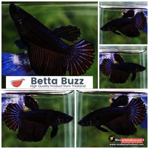 Female Betta Fish Black Orchid HM