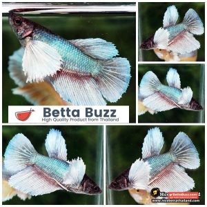 Female Betta Fish Emerald Purple Salamander Dumbo HM