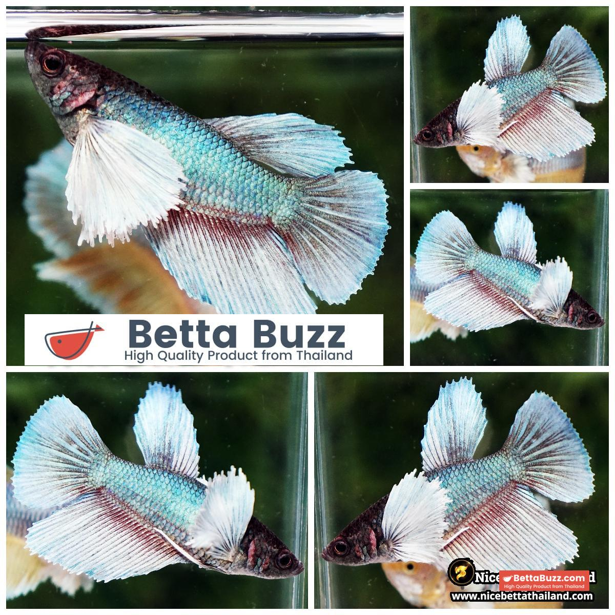 Female Betta Fish Emerald Purple Salamander Dumbo HM