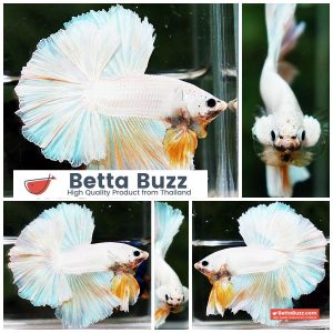 Betta Fish Platinum Yellow Moon Night Sky Hawk OHM