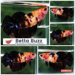 Female Betta Fish Black Warrior Tiger HM