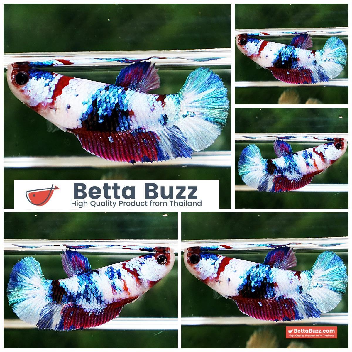 Betta Fish Female Fancy Purple Marble HMPK