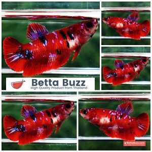 Female Betta Fish Red Tiger Koi Star HMPK