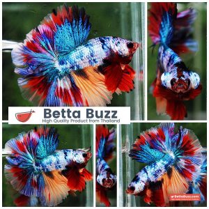 Betta Fish Multicolor Candy Sky Hawk Flower Tail HM