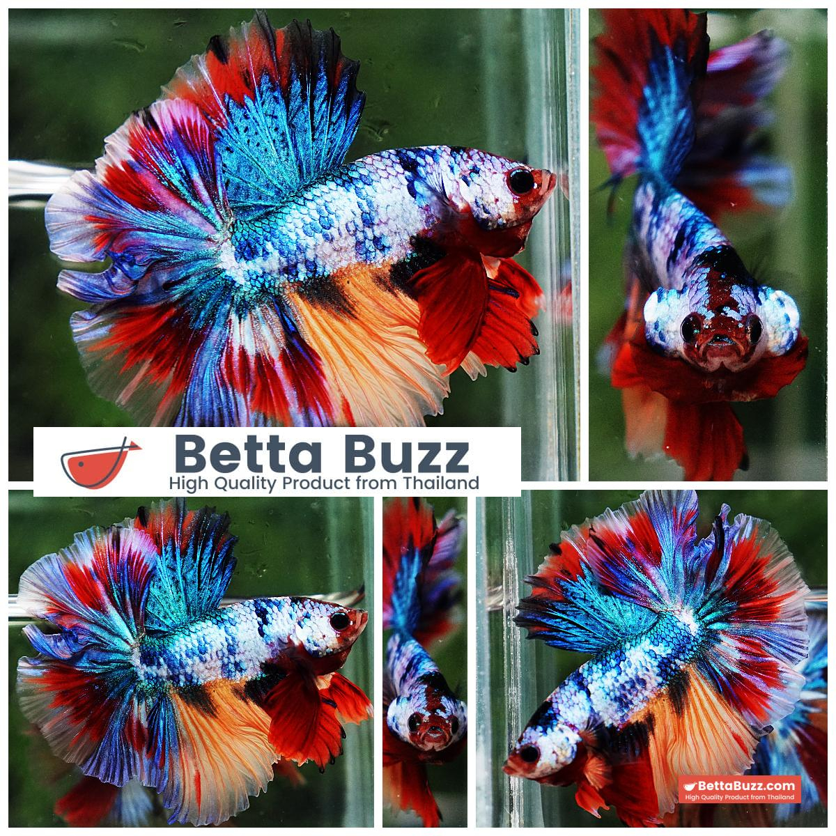 Betta Fish Multicolor Candy Sky Hawk Flower Tail HM