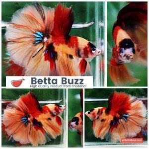 Betta Fish Classic Candy Nemo Rosetail HM