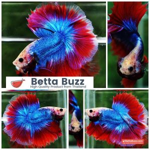 Betta Fish Pink Blue Mascot OHM
