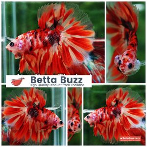 Betta Fish Phloeng Bua Koi HM (Comp Grade)