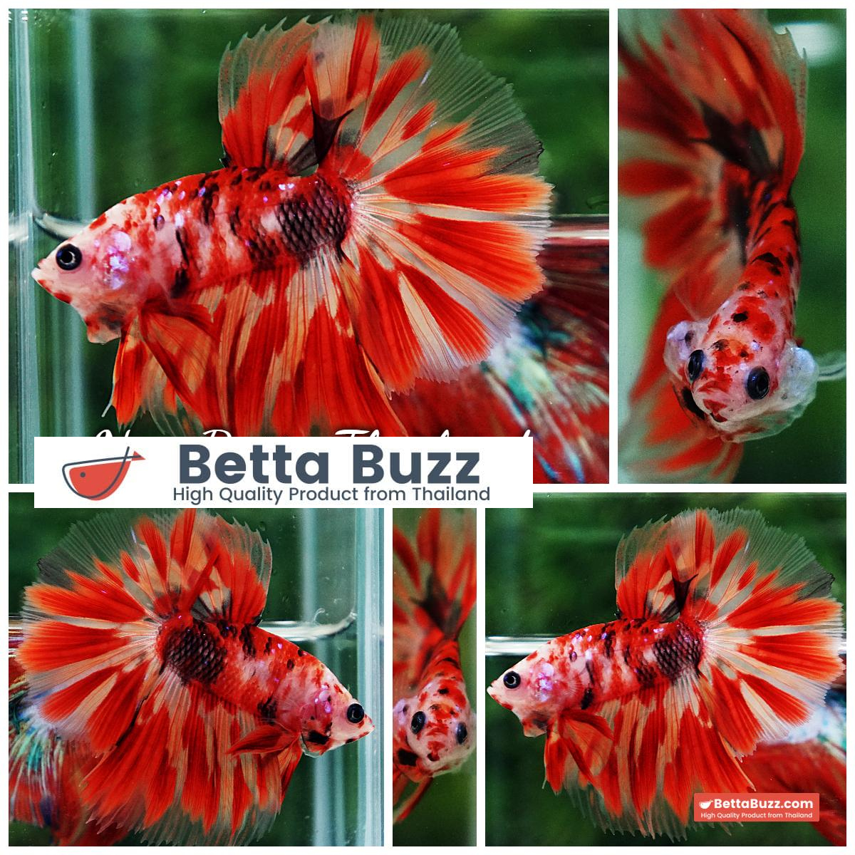 Betta Fish Phloeng Bua Koi HM (Comp Grade)