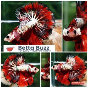 Betta Fish Ghost Ember Copper OHM