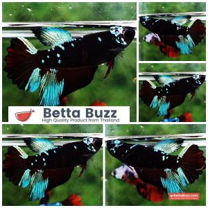 Betta Fish Female Avatar Black Sapphire HM