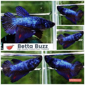 Betta Fish Female Blue Moonsteel HM