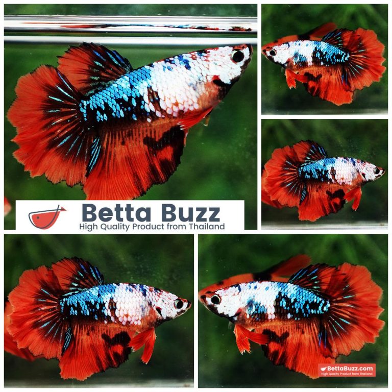 Betta Fish Female Fancy Aurora Blaze Rosetail HM