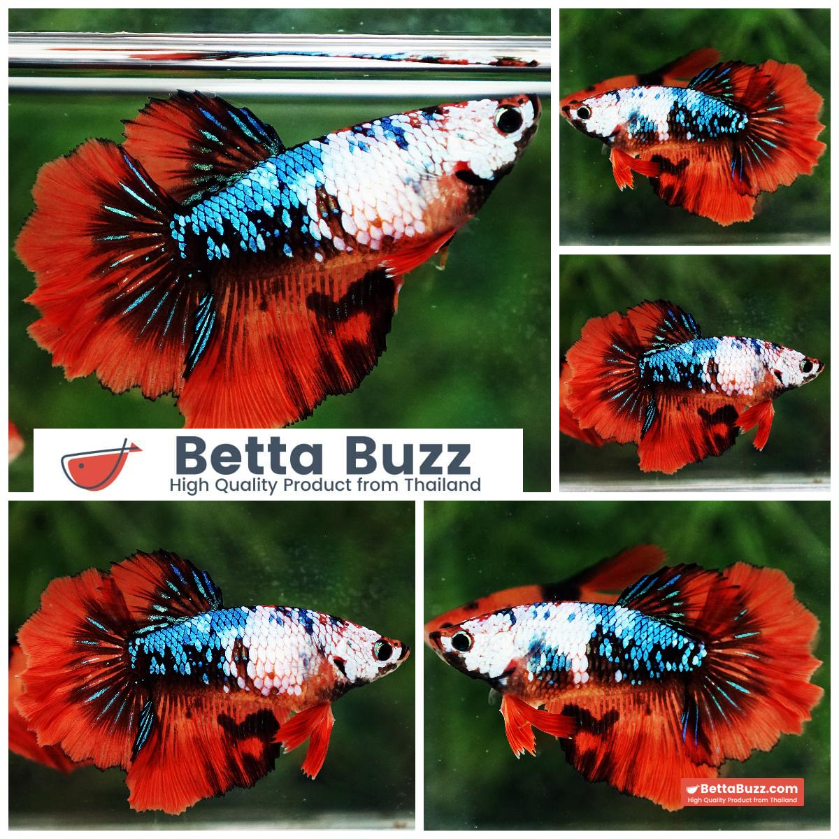 Betta Fish Female Fancy Aurora Blaze Rosetail HM