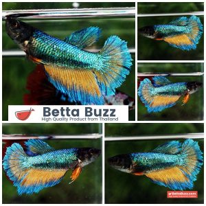 Betta Fish Female Mirage Blue Mustard Gas Butterfly HM