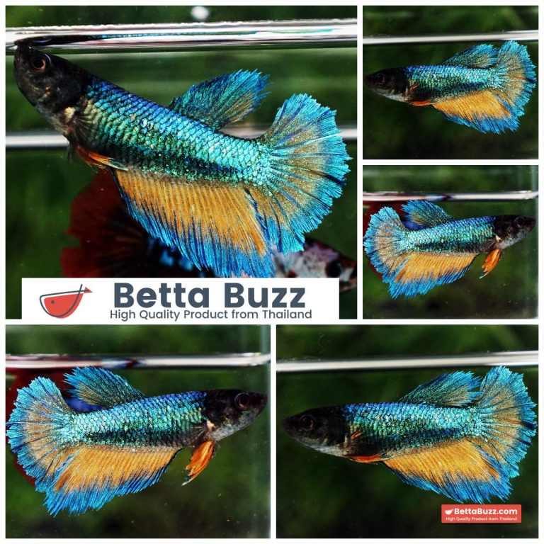 Betta Fish Female Mirage Blue Mustard Gas Butterfly HM