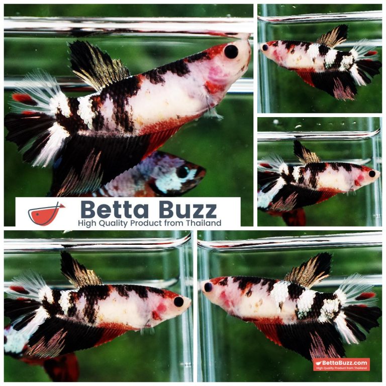 Betta Fish Female Ink Blossom Copper Koi HM