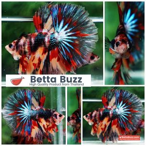 Betta Fish Blazing Siam Peacock Hawk OHM