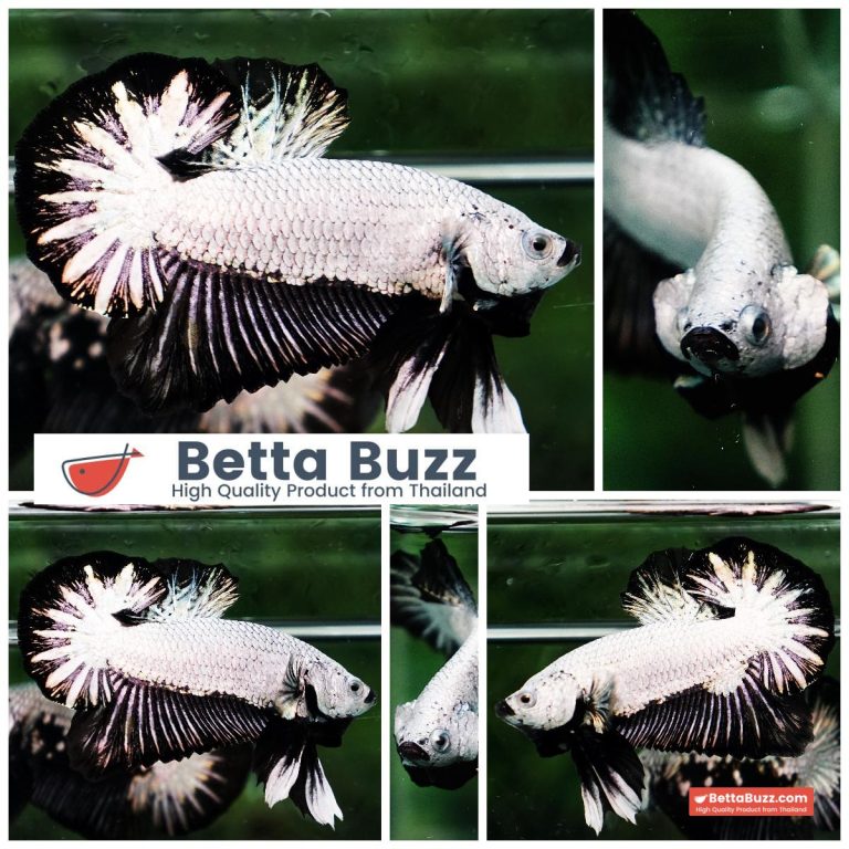 Betta Fish Black Dragon Moonshadow OHMPK