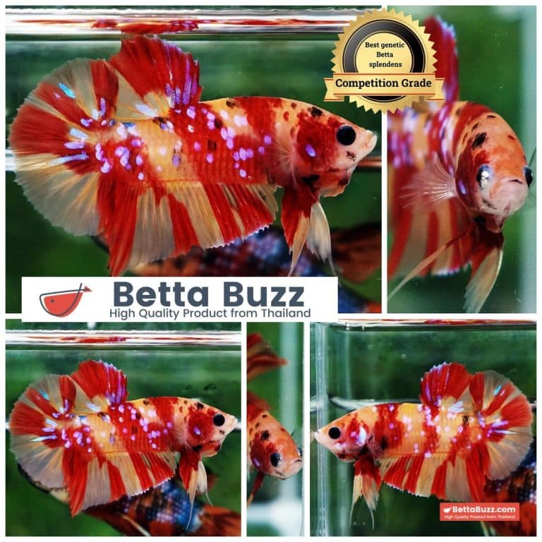 Betta Fish Fire Blossom Star Koi HMPK (Competiton Grade)